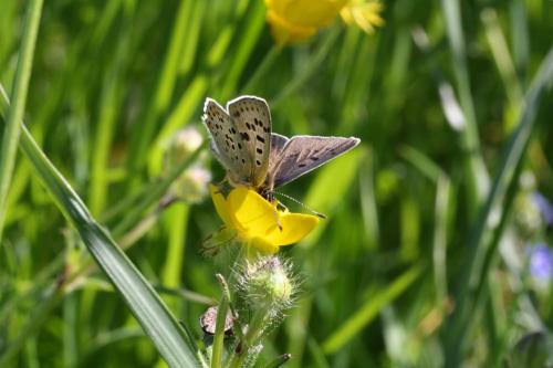 Lycaena tityrus