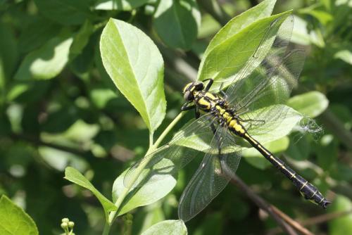 Réf. 117 952 : Gomphus vulgatissimus