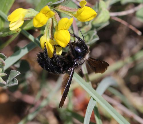 Réf. 117 173 : Xylocopa iris