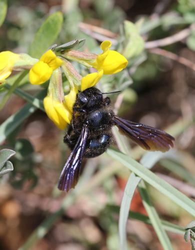 Réf. 117 170 : Xylocopa iris