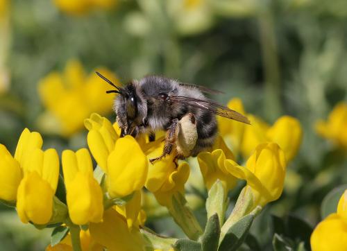 Anthophora dispar