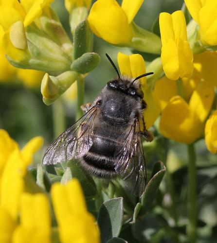 Anthophora dispar