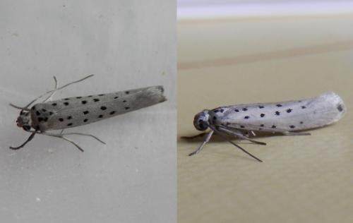 Yponomeuta sedella