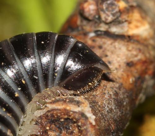 Ommatoiulus sabulosus aimatopodus
