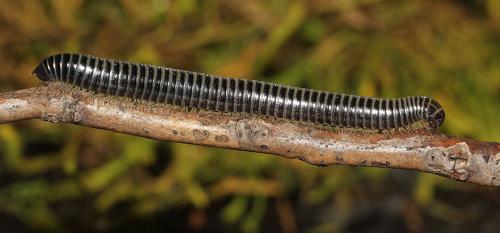 Ommatoiulus sabulosus aimatopodus