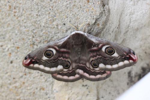 Réf. 117 009 : Saturnia pavonia