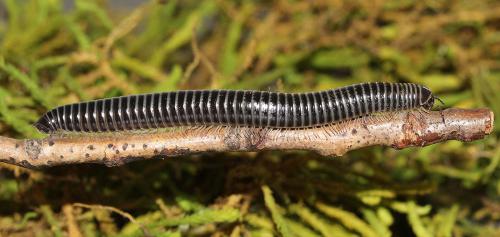 Ommatoiulus sabulosus aimatopodus