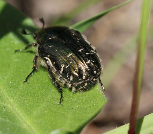 Cetonia carthami