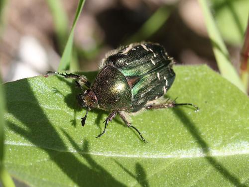 Cetonia carthami
