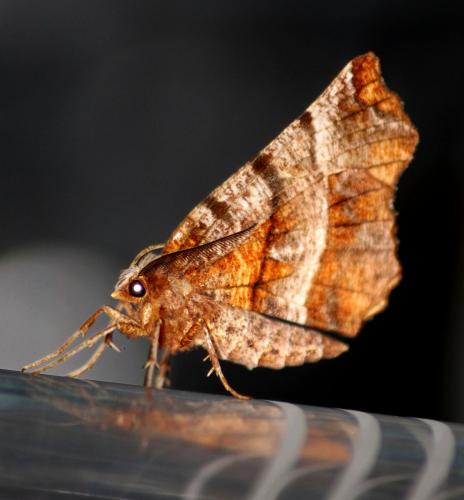 Selenia dentaria