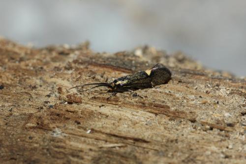 Esperia sulphurella