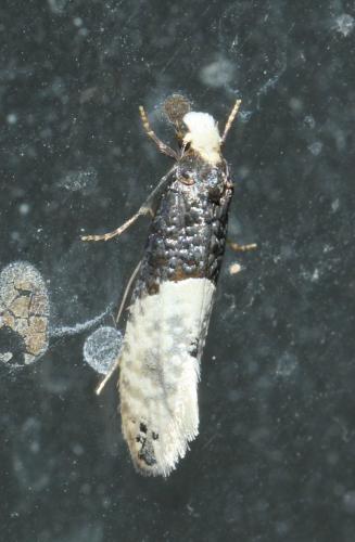 Trichophaga tapetzella
