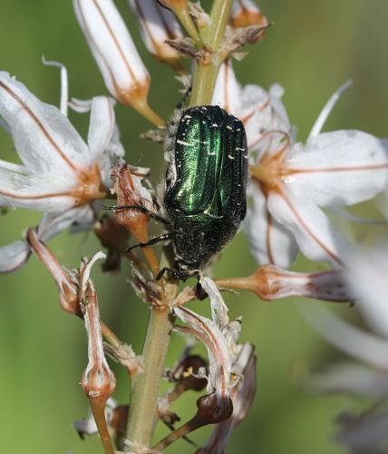 Cetonia carthami