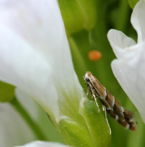Réf. 117 925 : Cameraria ohridella