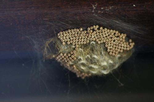 Orgyia antiqua