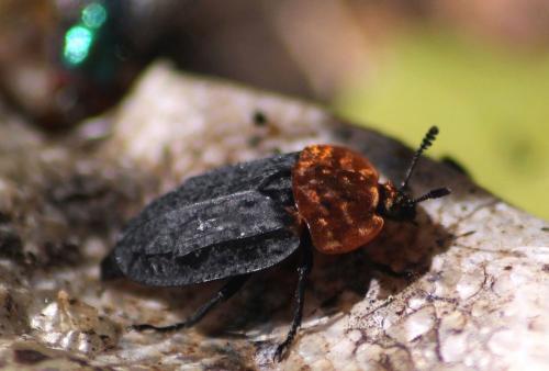 Réf. 117 711 : Oiceoptoma thoracicum