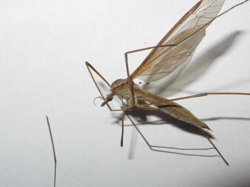 Tipula oleracea