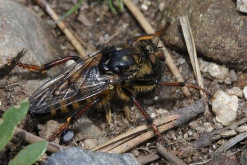 Réf. 117 958 : Cyrtopogon pyrenaeus