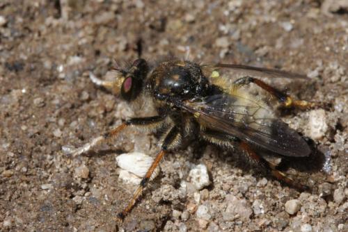 Réf. 117 957 : Cyrtopogon pyrenaeus