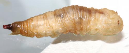 Réf. 117 152 : Callicera sp.