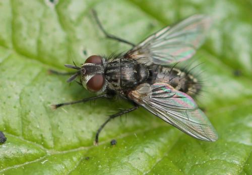 Phorocera obscura