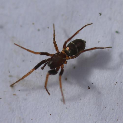 Micaria pulicaria