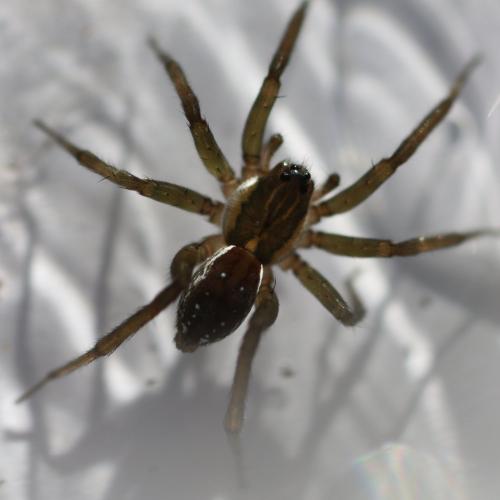 Pirata_sl sp.