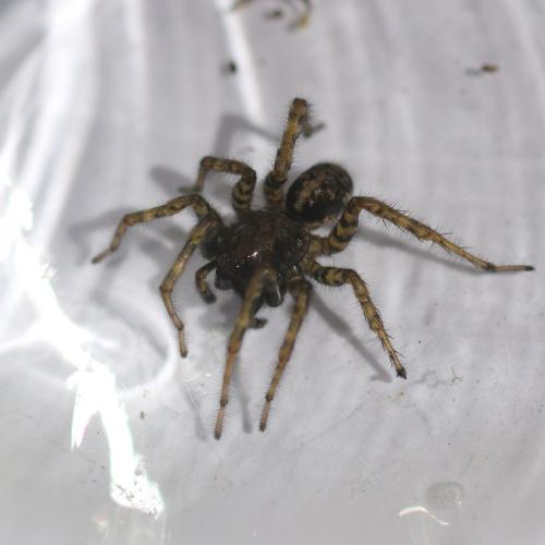Réf. 117 146 : Arctosa leopardus