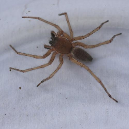 Clubiona sp.