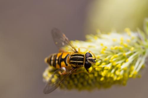 Helophilus pendulus