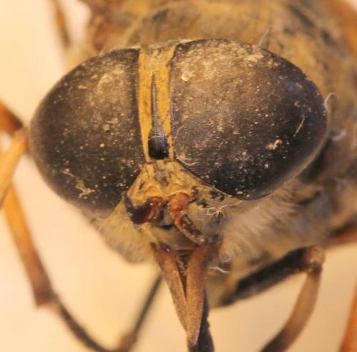 Réf. 117 559 : Tabanus sudeticus