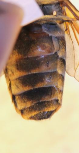 Tabanus sudeticus