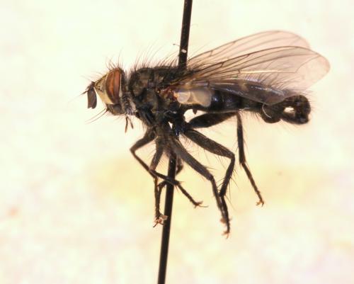 Réf. 117 564 : Phorocera assimilis