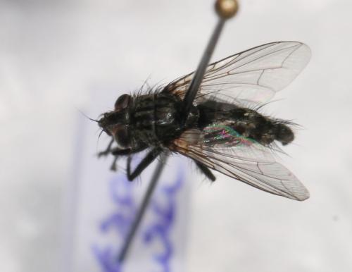 Phorocera obscura