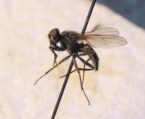 Hydrotaea dentipes