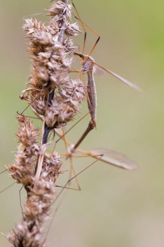 Tipula oleracea