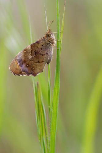 Pararge aegeria