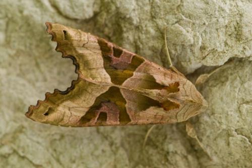 Réf. 117 332 : Phlogophora meticulosa