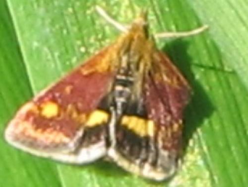 Pyrausta aurata
