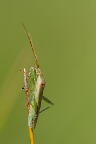 Stenodema laevigata