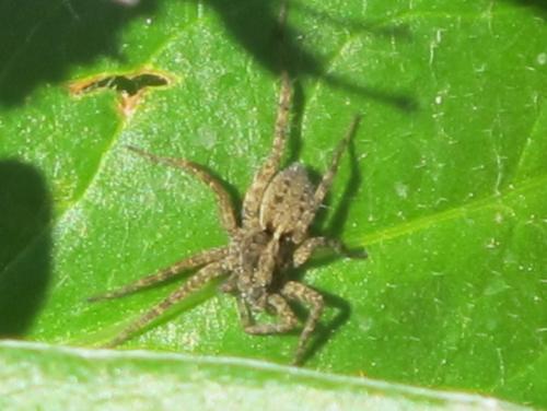 Pardosa sp.