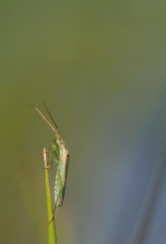 Stenodema laevigata