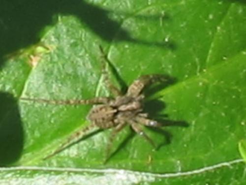 Pardosa sp.