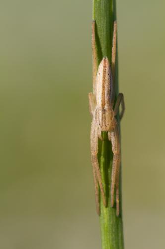 Réf. 117 821 : Tibellus sp.