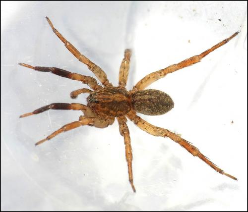 Trochosa terricola