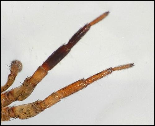 Trochosa terricola
