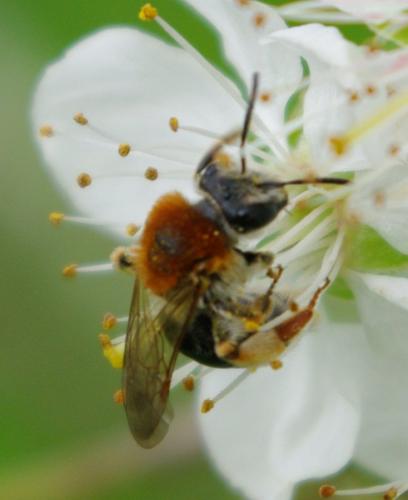 Andrena haemorrhoa