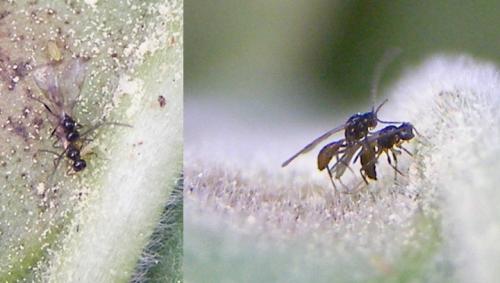 Aphidiinae