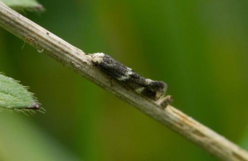 Elachista sp.