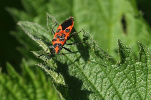 Corizus hyoscyami hyoscyami